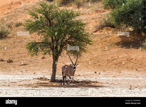 South African Oryx standing in tree shadow in Kgalagadi transfrontier ...