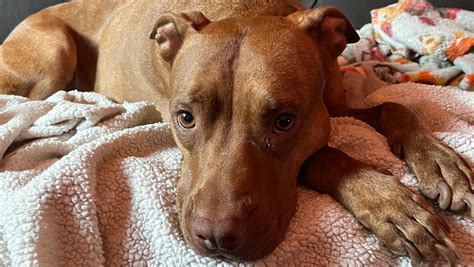 Fundraiser by Natalie Madsen : Help Zena Fight Kidney Failure