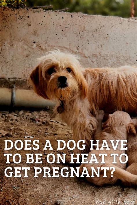 Does A Dog Have to Be On Heat to Get Pregnant? [Dog Heat Explained ...