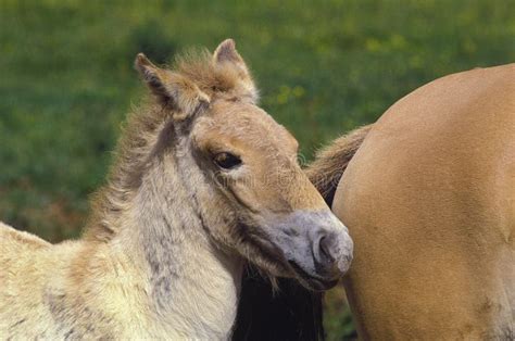 FOAL and MARE PRZEWALSKI HORSE Stock Photo - Image of mongolia ...