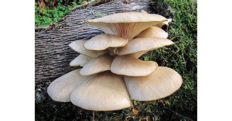 Мицел за Кладница (Pleurotus ostreatus)