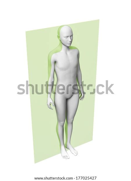 Anatomy Layer Frontal Plane Stock Illustration 177025427