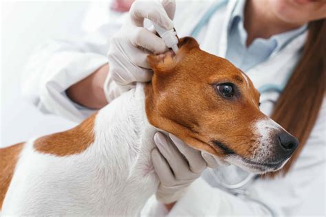 how to cure a dog ear infection naturally 10