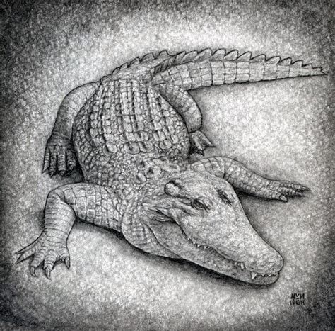 draw  crocodile step  step drawing guide  finalprodigy