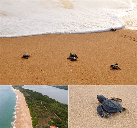 Turtle Watch Rekawa | Visit Tangalle with Epic Sri Lanka Holidays