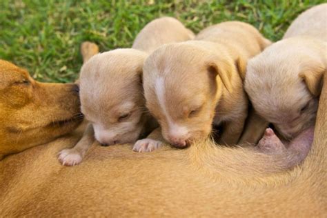 Filhote De Cachorro Puxa Mais O Pai Ou A Mae - Quanto Tempo Pode Tirar O Filhote De Cachorro Da Mãe? | Mundo Ecologia