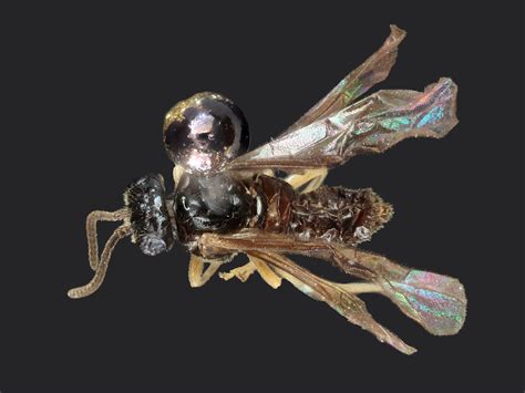 Fenella | Sawfly GenUS