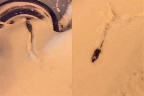 Snow Rat is NYC’s new rodent hero