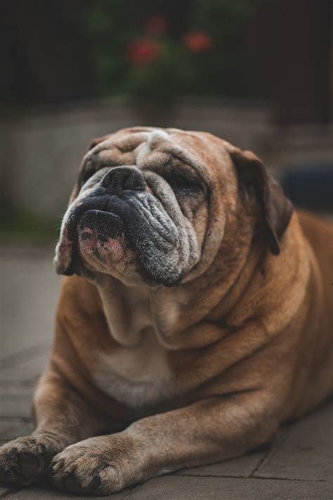 About The English Bulldog. English bulldogs are a popular breed of… | by Bulldogs4Fun | Medium