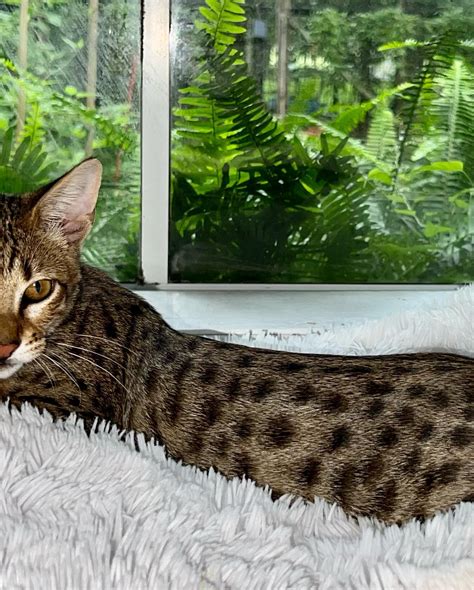 Savannah Gold (@savannahgoldcats) • Instagram photos and videos