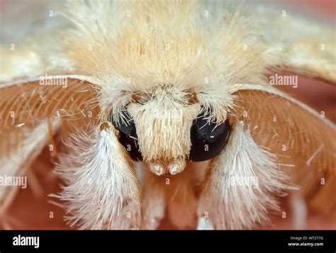macro photography  head  cute yellow moth isolated  background