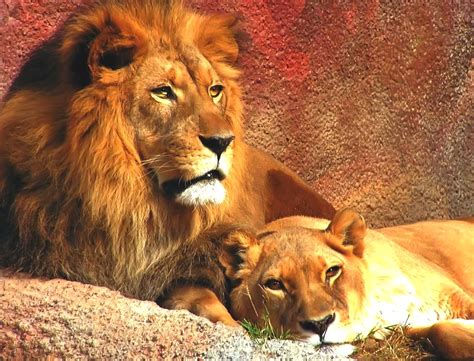 LIONS
