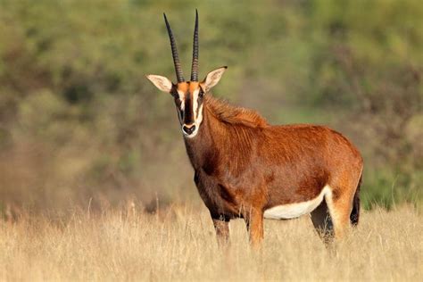 Sable Antelope – 12 Facts About Africa’s Most Majestic Antelope