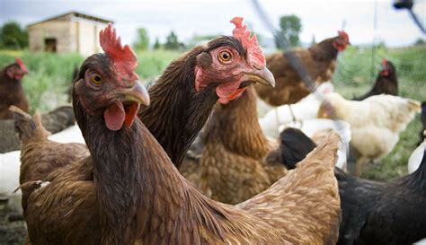 Poultry Farming: 9 Tips on Making Your Business Plan - Hobby Farms