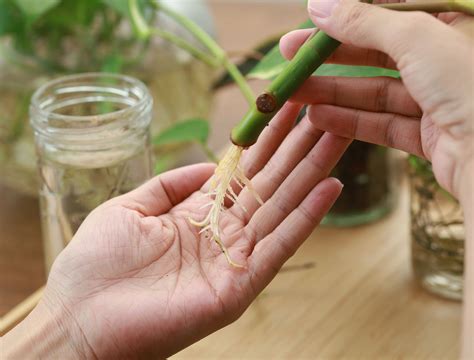 From One to Many: The Easy Way to Propagate Houseplants