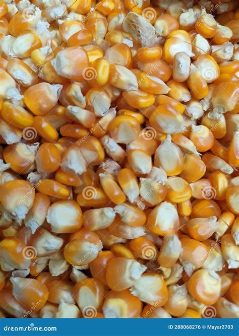 Corn Looks Like and Orange Colour Stock Photo - Image of like, looks