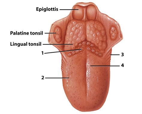 tongue papillae Diagram | Quizlet