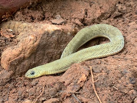 Recent Snake Sightings - The Hauns in Africa