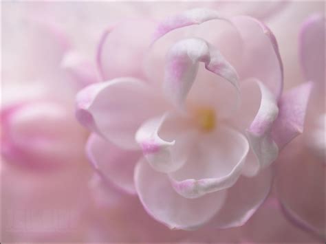 Soft Delicate wallpaper | nature and landscape | Wallpaper Better