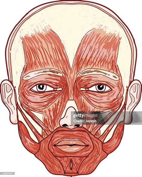 Anatomy Of The Human Face High-Res Vector Graphic - Getty Images
