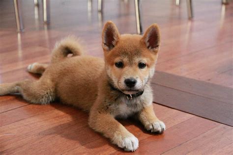 Shiba Inu dans la neige et les branches - Shiba Inu