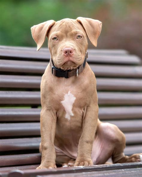 pitbull dog with long hair 5