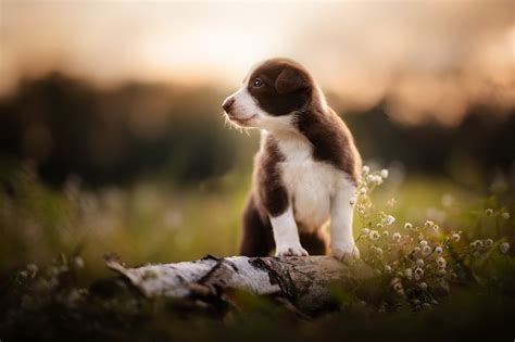 Download Dog Nature Animal Puppy HD Wallpaper