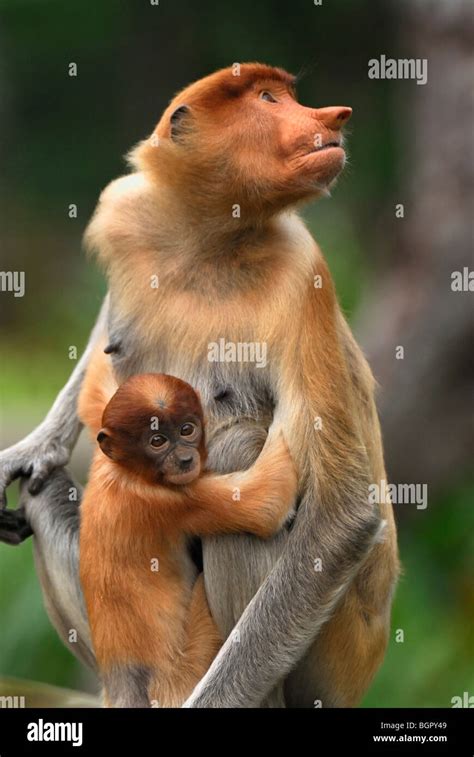 Animals mother species different hi-res stock photography and images ...