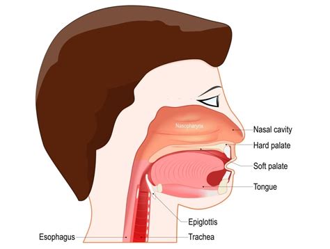 Bagaimanakah Mekanisme Kerja Dari Katup Epiglotis
