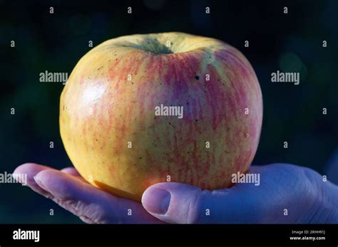 Surprise Apple
