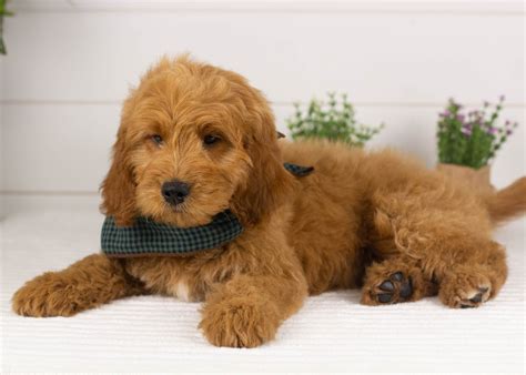 Medium Goldendoodles — Family Bred Puppies