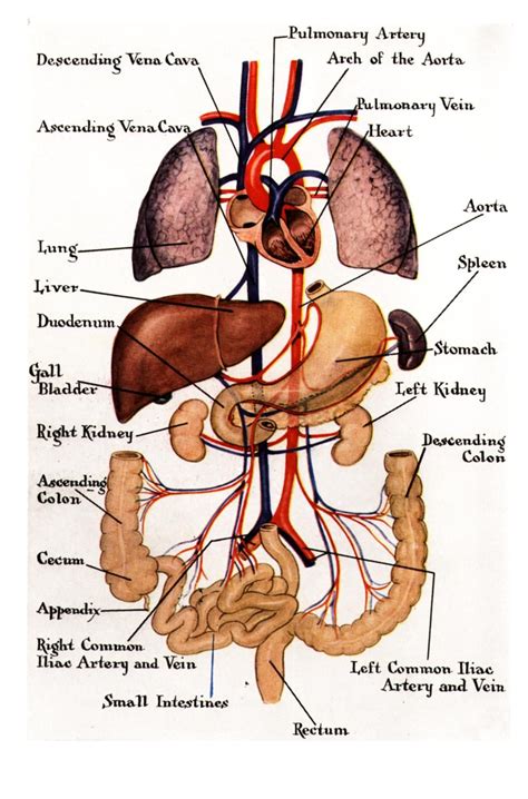 diagram   human body   major organs