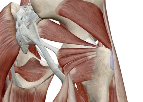 deep external rotators   hip diagram quizlet