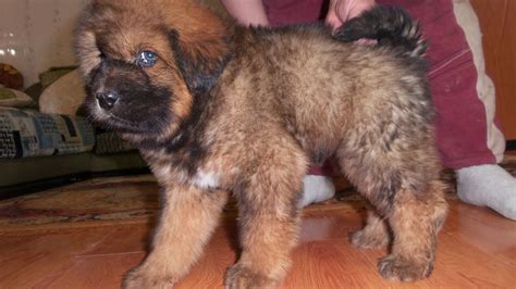 tibetan mastiff pups  sale pets nigeria