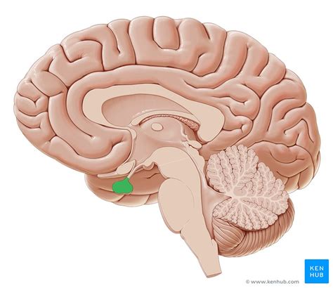 pituitary gland anatomy  function   hypophysis kenhub