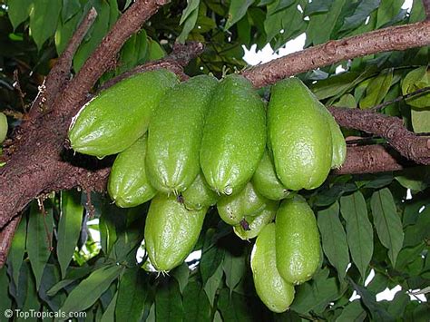 Averrhoa bilimbi, Cucumber tree - TopTropicals.com