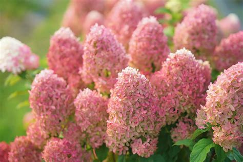 Lime Light Prime® - Hydrangea - Proven Winners Europe