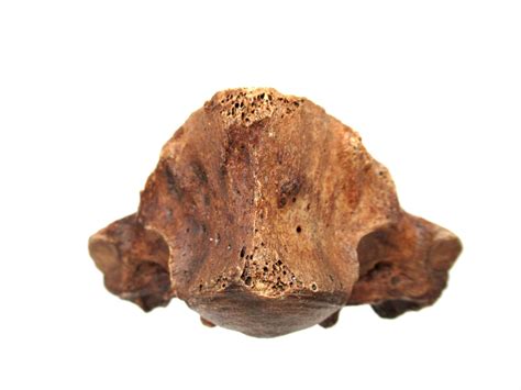 Florida Ice Age Tapir Vertebrae #5 | Fossils for Sale