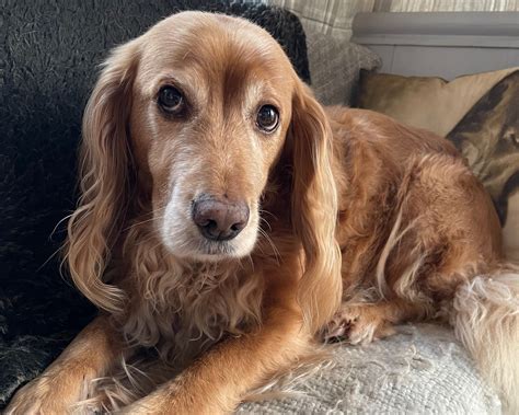 Case Study - Brook - Working Cocker Spaniel — Cedarlily Therapy