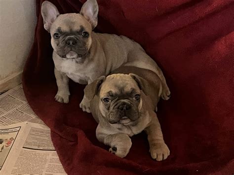 Cars & Trucks For Sale - Want Ad Digest