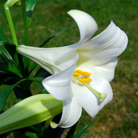 File:Lilium longiflorum (Easter Lily).JPG - Wikimedia Commons