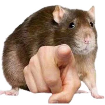 "Rat Pointing Meme" Sticker for Sale by NessOkey | Redbubble