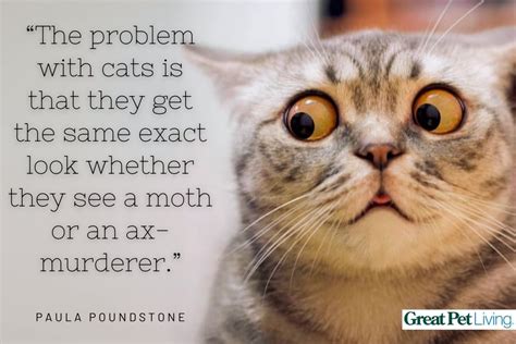 Funny Kitten Pictures With Words