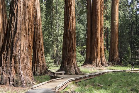 sequoia trees california national park