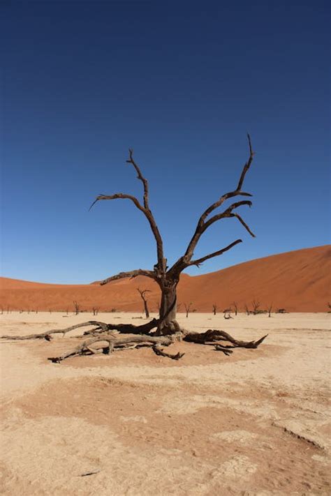 A Dead Tree in a Desert · Free Stock Photo