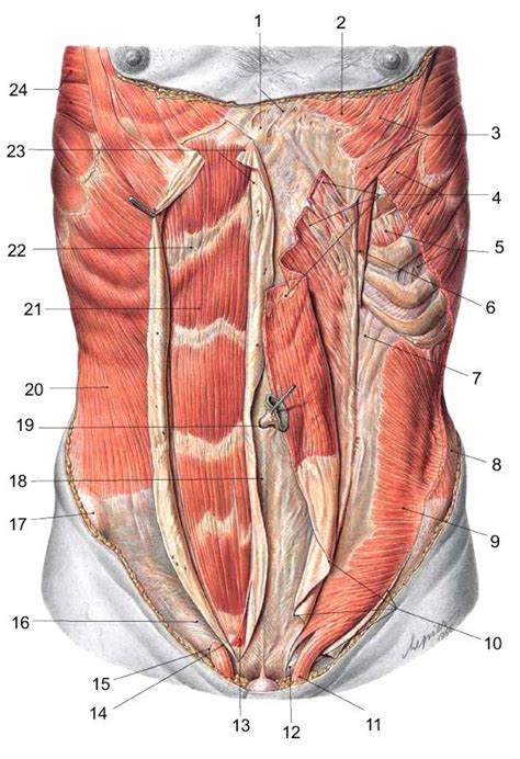 Abdominal Muscles Anatomy | Abdominal muscles anatomy, Muscle anatomy ...