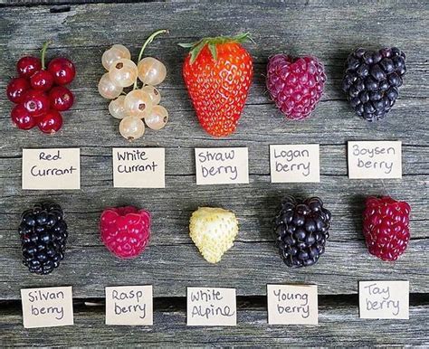 All different types of berries 😍 . . . . . . . . Credi | Cibo, Idee per ...
