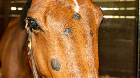 Horse Skin And Hair – Ringworm – The Horse's Advocate