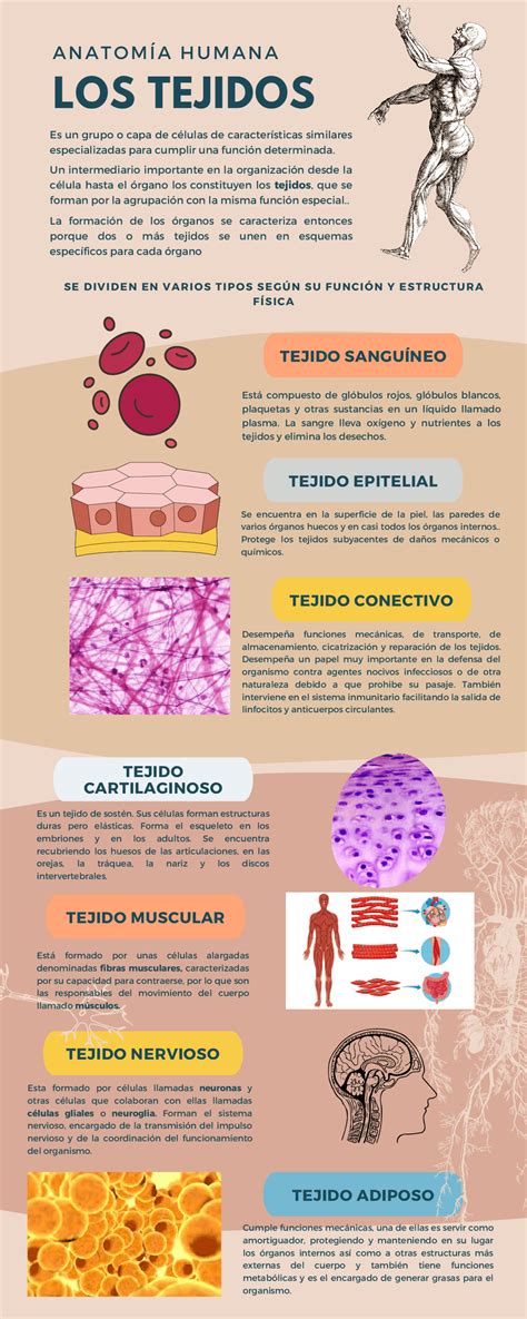 Concepto de Tejidos y sus clases | Guías, Proyectos, Investigaciones de