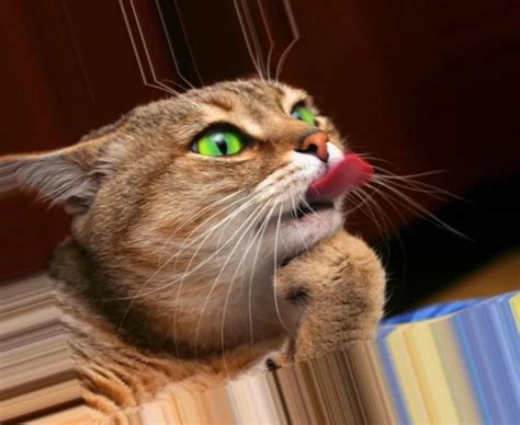 Ржачные Котики Картинки — Фото Картинки